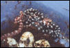 hatchlings