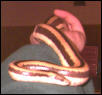 2000 Mexican Rosy Boa