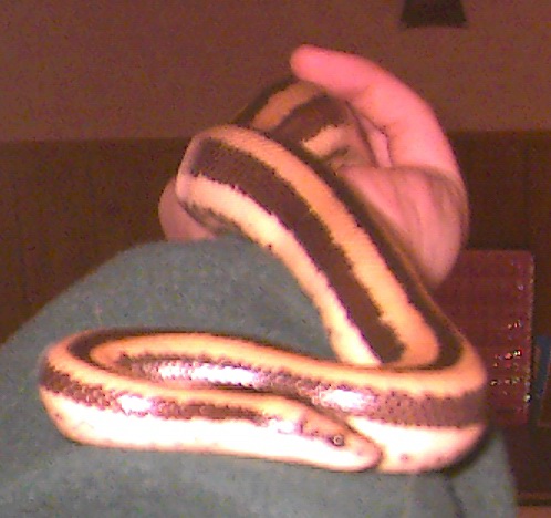 2000 Mexican Rosy Boa