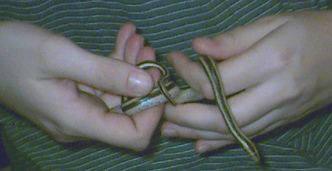 Mexican Rosy Boa Baby