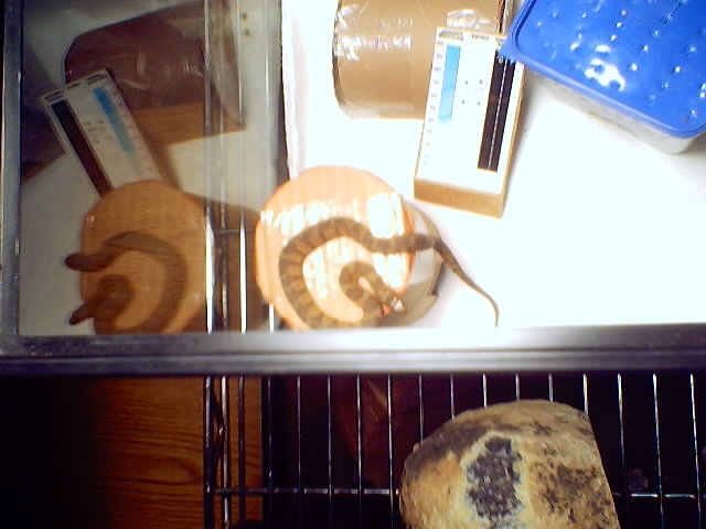 Northern Water Snake