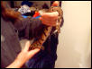 Ball Python