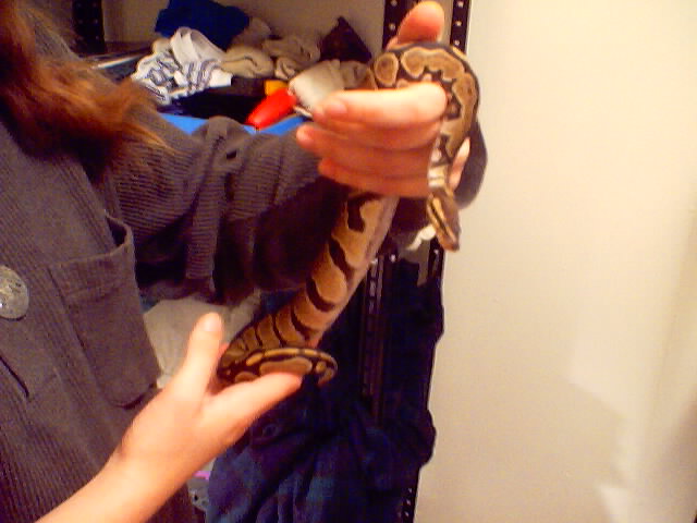 Ball Python
