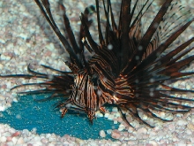Saltwater - Austin Aquariums
