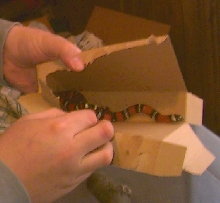 Black Milk Snake