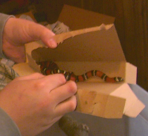 Black Milk Snake