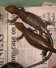 newborn PTS twins