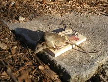 roof rat?