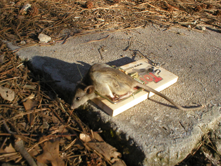 roof rat?