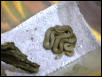 mystery snake