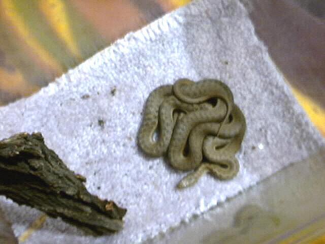 mystery snake