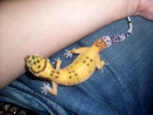 Little Guy