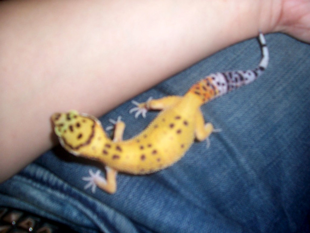 Little Guy