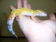 Little Guy