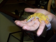 Little Guy