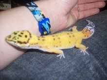 Little Guy