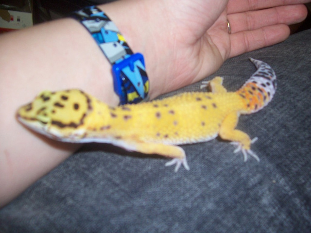 Little Guy