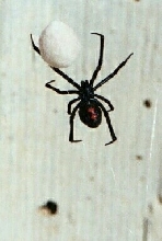 Black Widow
