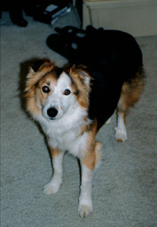 Logan