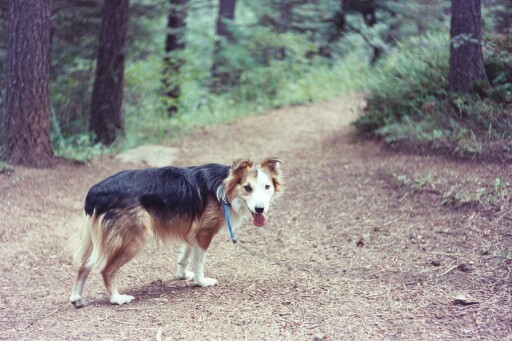 Logan on a hike