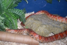 Normal Corn ('02)