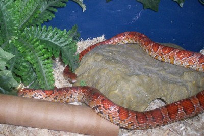 Normal Corn ('02)