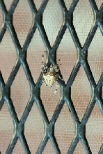 Jewel Spider