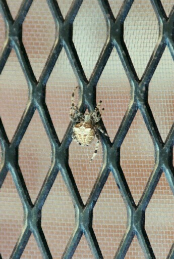 Jewel Spider