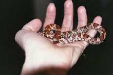 Mulder in Dec 2002
