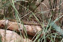 wild garter snake