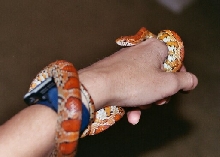 Growing corn snake
