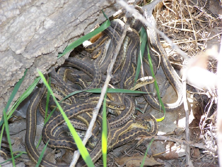 a bundle of garters