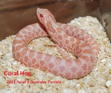 Coral Hog