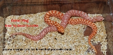 Coral Hog
