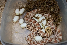 50% het lavender laying eggs