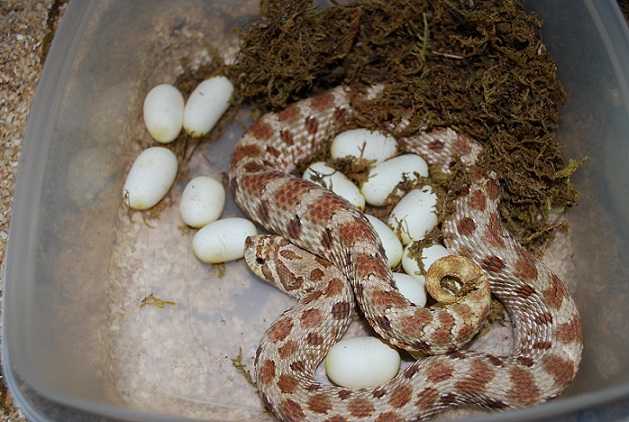 50% het lavender laying eggs