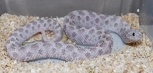 yearling lavender female