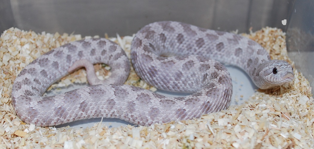 yearling lavender female