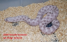 2010 lavender female