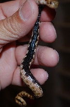 aberent pattern hog 2
