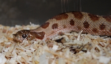 aberent pattern hog