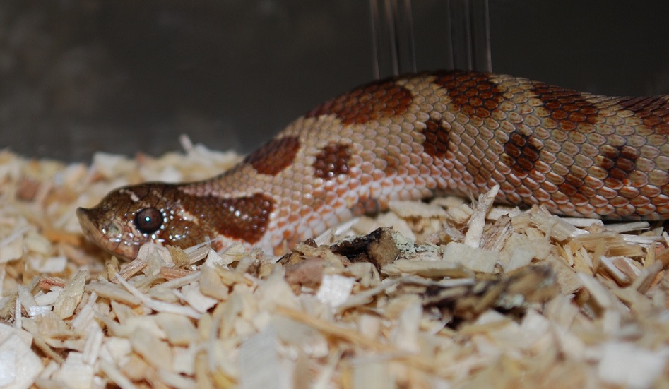 aberent pattern hog