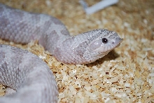 new lavender pic's