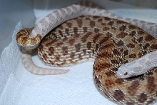 Lavender male mating