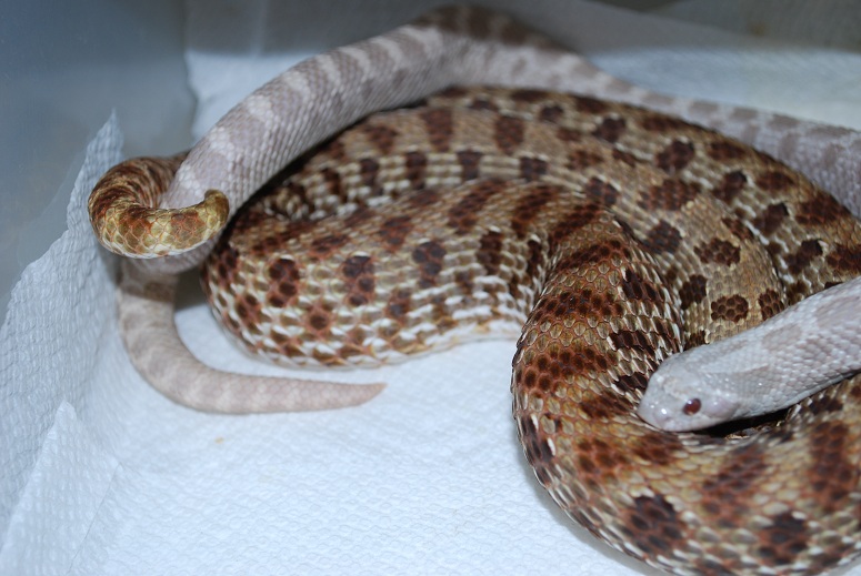 Lavender male mating