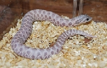 2010 female lavender