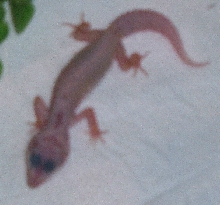 another pic of my gecko