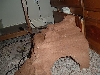 the new gecko house/rock structure