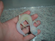 my gecko ghost at 5 months