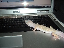 my gecko on the computer